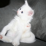 Entry image for Marley