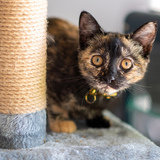 Entry image for Fish