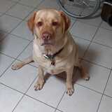 Entry image for Henry