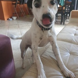 Entry image for Charlie 