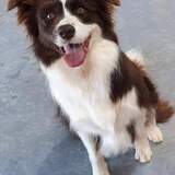 Entry image for Maisie