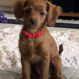 Entry image for Molly