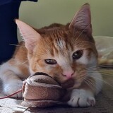 Entry image for Tiny Tim