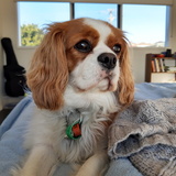 Entry image for Daisy