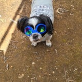 Entry image for Toby