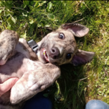 Entry image for Ralphy