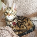 Entry image for Peppy