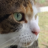 Entry image for Lacey