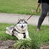 Entry image for BUFFY