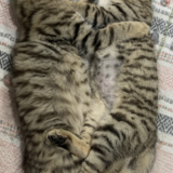 Entry image for Ziggy & Nala