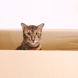 Entry image for Matisse