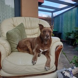 Entry image for Ruby 