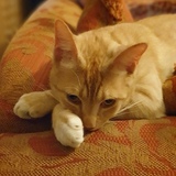 Entry image for Jordie