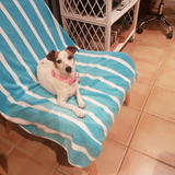 Entry image for Pippa