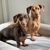 Entry image for Maya & Lulu