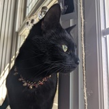 Entry image for Cleopatra