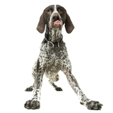 Entry image for Tell