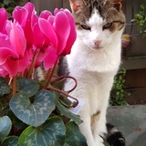 Entry image for Shelly