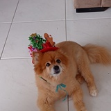 Entry image for Coco