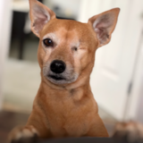 Entry image for Griffin