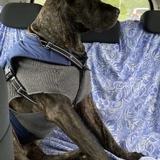 Entry image for Zander 