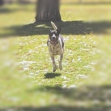 Entry image for Alfie