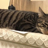 Entry image for Panther 