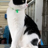 Entry image for Harvey