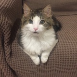 Entry image for Milo