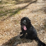 Entry image for Marli