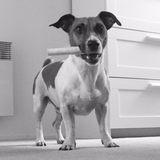 Entry image for Jordi