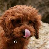 Entry image for Frankipop