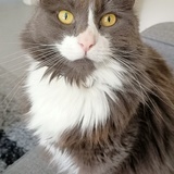 Entry image for Kiori