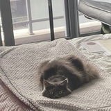 Entry image for Gemini