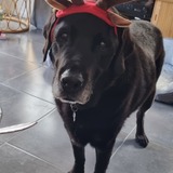 Entry image for Alfie