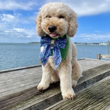 Entry image for Mishka