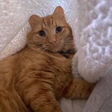 Entry image for Benji