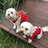 Entry image for Simba and Abby