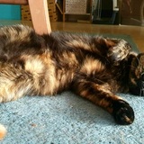 Entry image for Sparkie