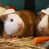 Entry image for Muffin, Crumpet and Waffles