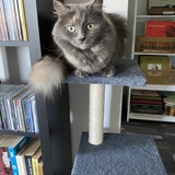 Entry image for Gemini