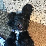 Entry image for Scout 