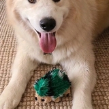 Entry image for Chester 