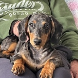 Entry image for Pepper 