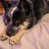 Entry image for Digga