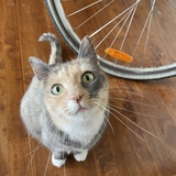 Entry image for Willow