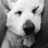 Entry image for Roger Velcro