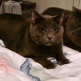 Entry image for Bluey & Smokey