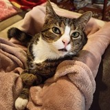 Entry image for Mish