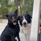 Entry image for Allie and Jovi